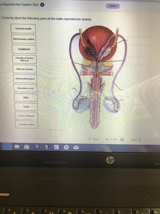 Male Reproductive System Labeled Quizlet Human Anatomy