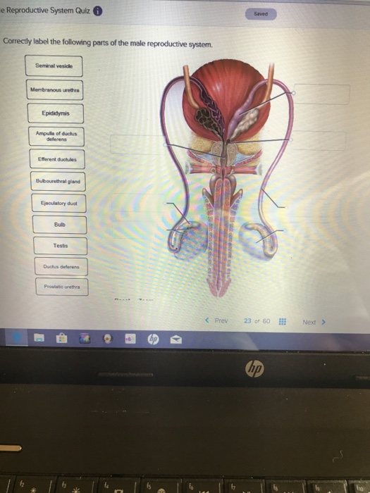 30 Label Male Reproductive System Quiz - Labels For Your Ideas