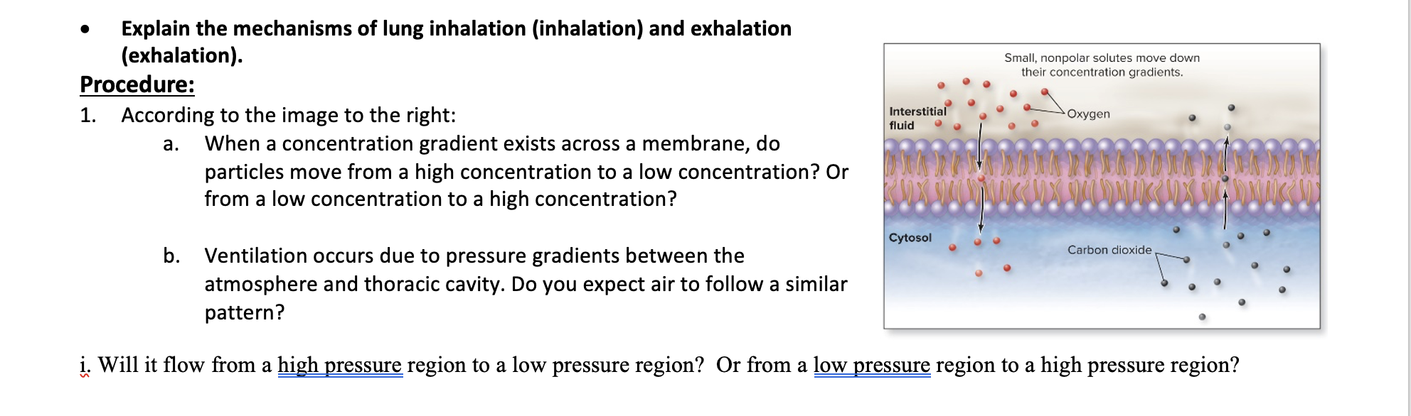 Solved - Explain the mechanisms of lung inhalation | Chegg.com