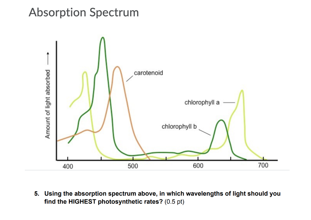 Solved Absorption Spectrum carotenoid Amount of light