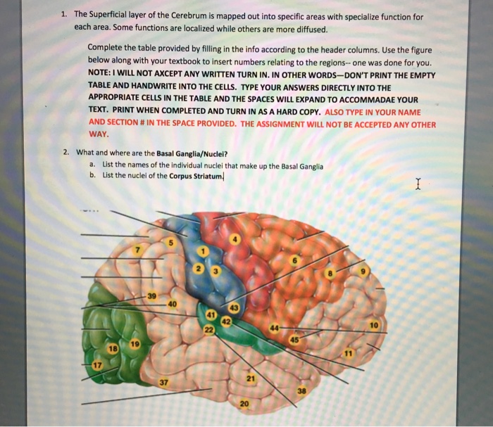 Solved The Superficial Layer Of The Cerebrum Is Mapped Out Chegg