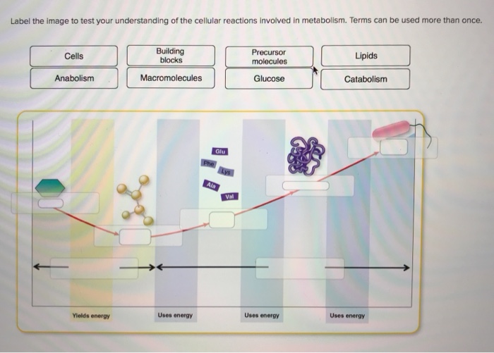 Solved Label The Image To Test Your Understanding Of The | Chegg.com