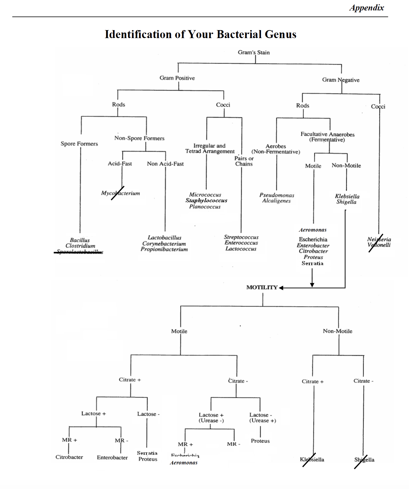 gram negative bacteria chart