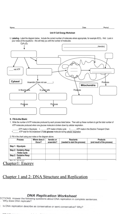 Cell Energy Worksheet Answers - Nidecmege