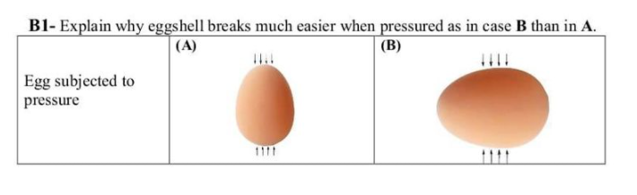 Solved B1- Explain why eggshell breaks much easier when | Chegg.com