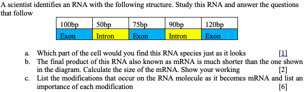 Solved A Scientist Identifies An RNA With The Following | Chegg.com