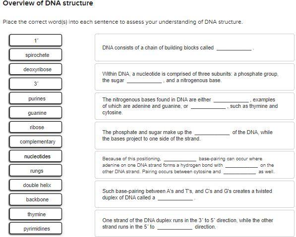 Solved Overview of DNA structure Place the correct word(s) | Chegg.com