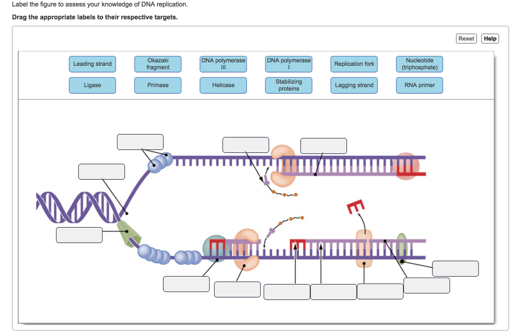 Solved Label the figure to assess your knowledge of DNA | Chegg.com 