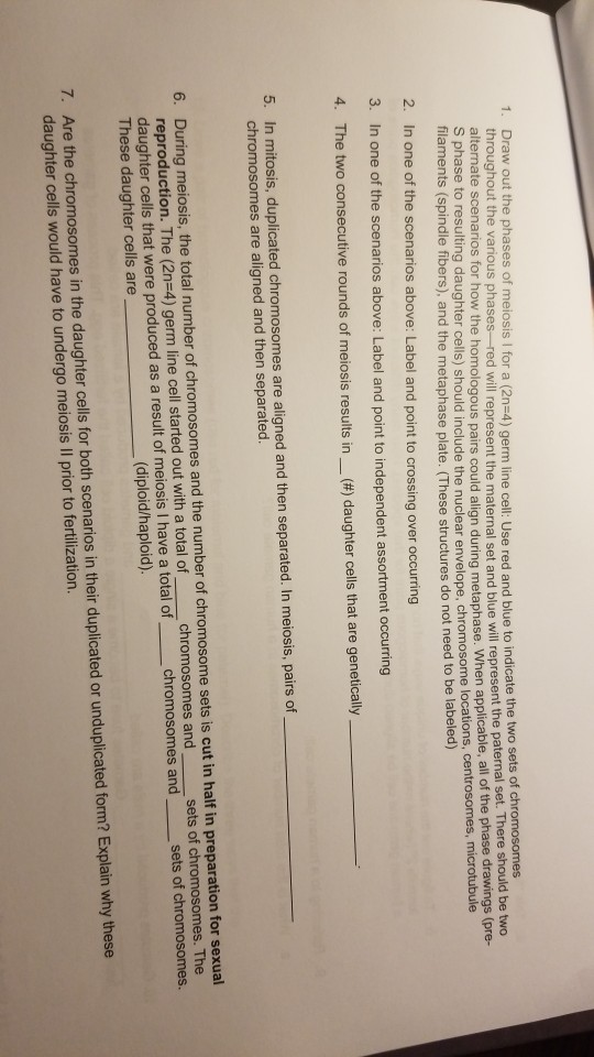 Solved 1 Draw out the phases of meiosis for a (2n=4) germ | Chegg.com