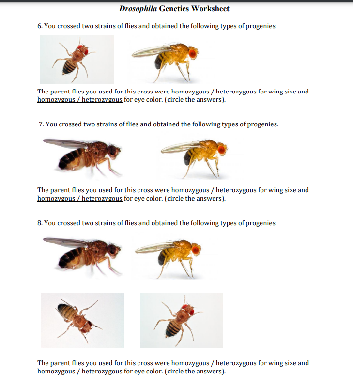 Solved Drosophila Worksheet 6. You crossed two