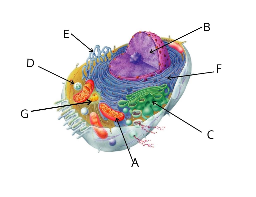 Solved Match the organelle at the end of the lettered line | Chegg.com