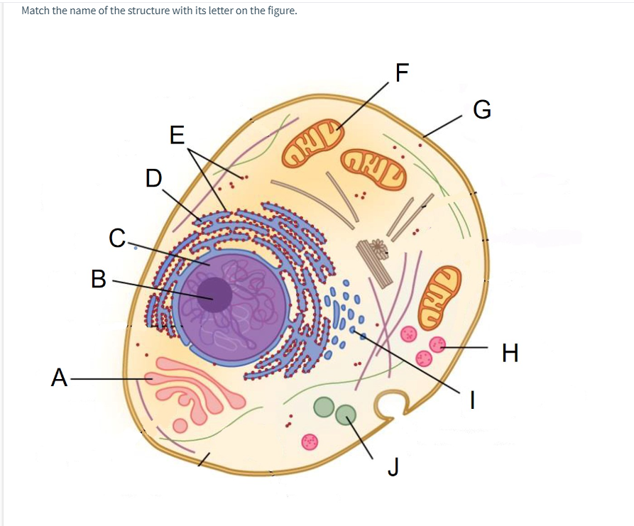 Solved Match the name of the structure with its letter on | Chegg.com