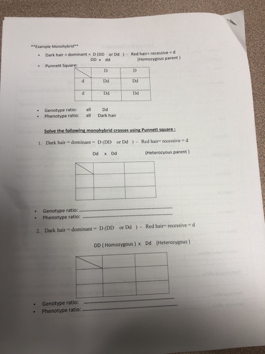 Solved Example Monohybrld Dark Hair Dominant D Dd Or Dd