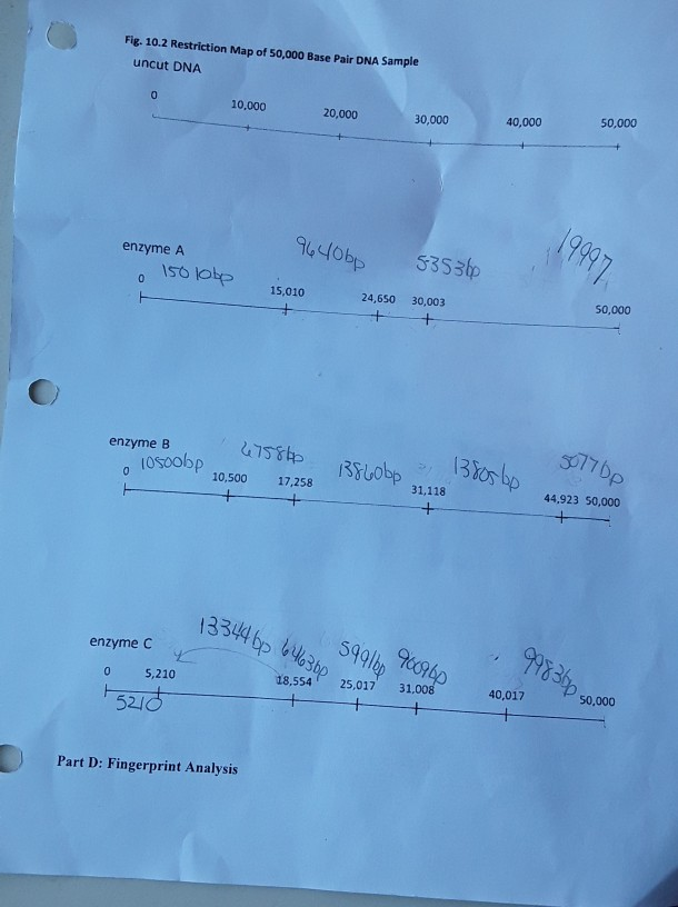 Fig 10 2 Restriction Map Of 50 000 Base Pair DNA Chegg Com   Image 