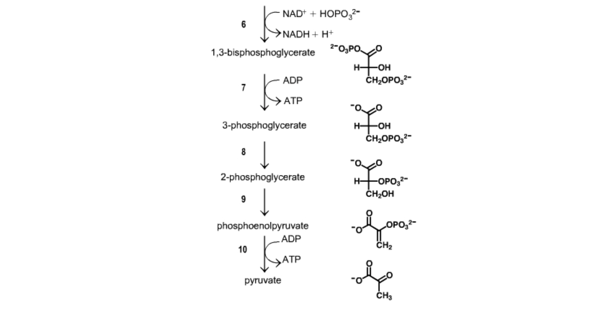 Solved Refer to the glycolytic pathway to answer the | Chegg.com