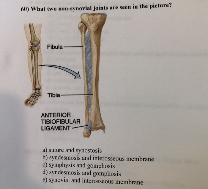 Solved 60) What two non-synovial joints are seen in the | Chegg.com