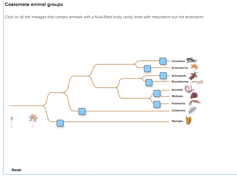 Solved Coelomate animal groups Click on all the lineages | Chegg.com