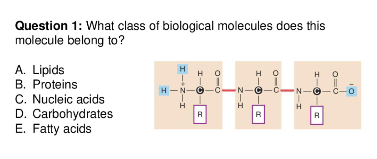 Solved Question 1 What class of biological molecules does