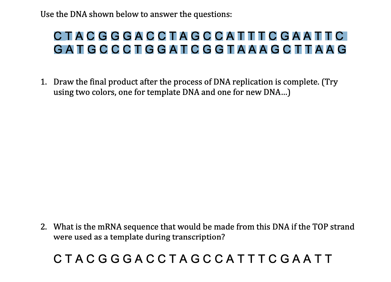 Solved Use The DNA Shown Below To Answer The Questions: | Chegg.com