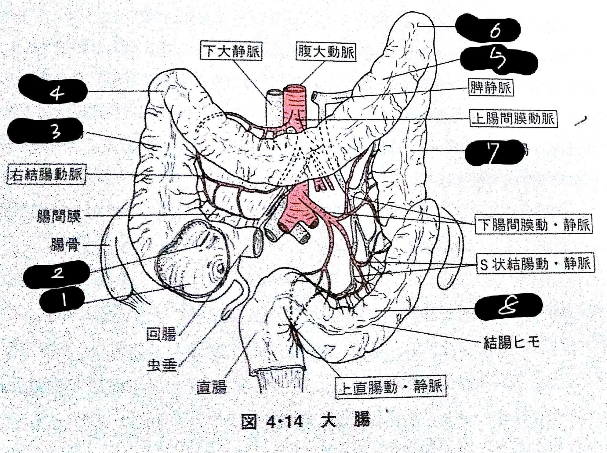 解剖学 消化器系 Flashcards Chegg Com
