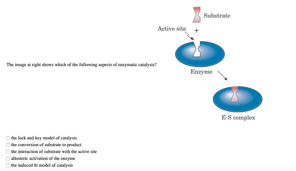 Solved The image at right shows which of the following