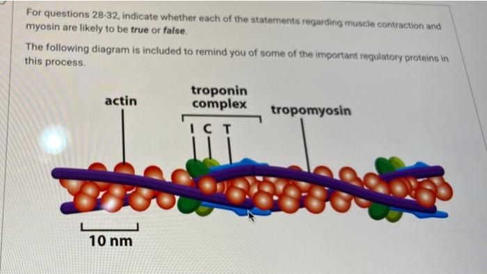 Solved Addition of a drug that blocks Ca2+ binding to | Chegg.com