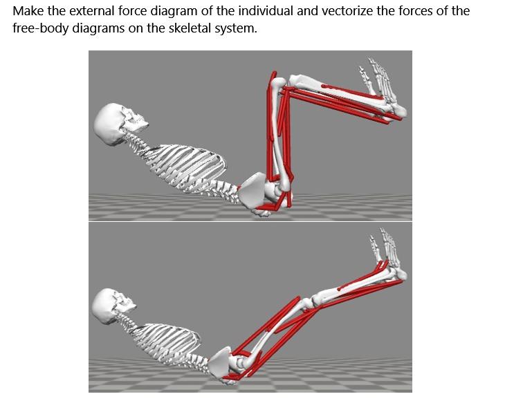 skeletal force