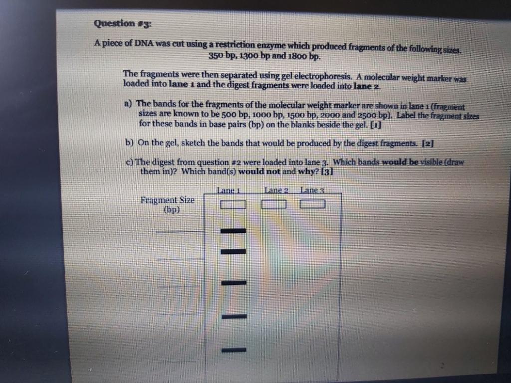 Solved Question #3: A piece of DNA was cut using a | Chegg.com
