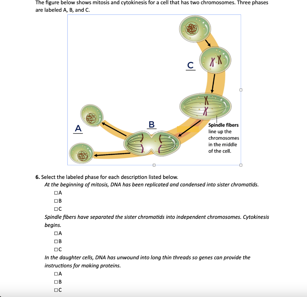 [Solved]: ? The Figure Below Shows Mitosis And Cytokinesis