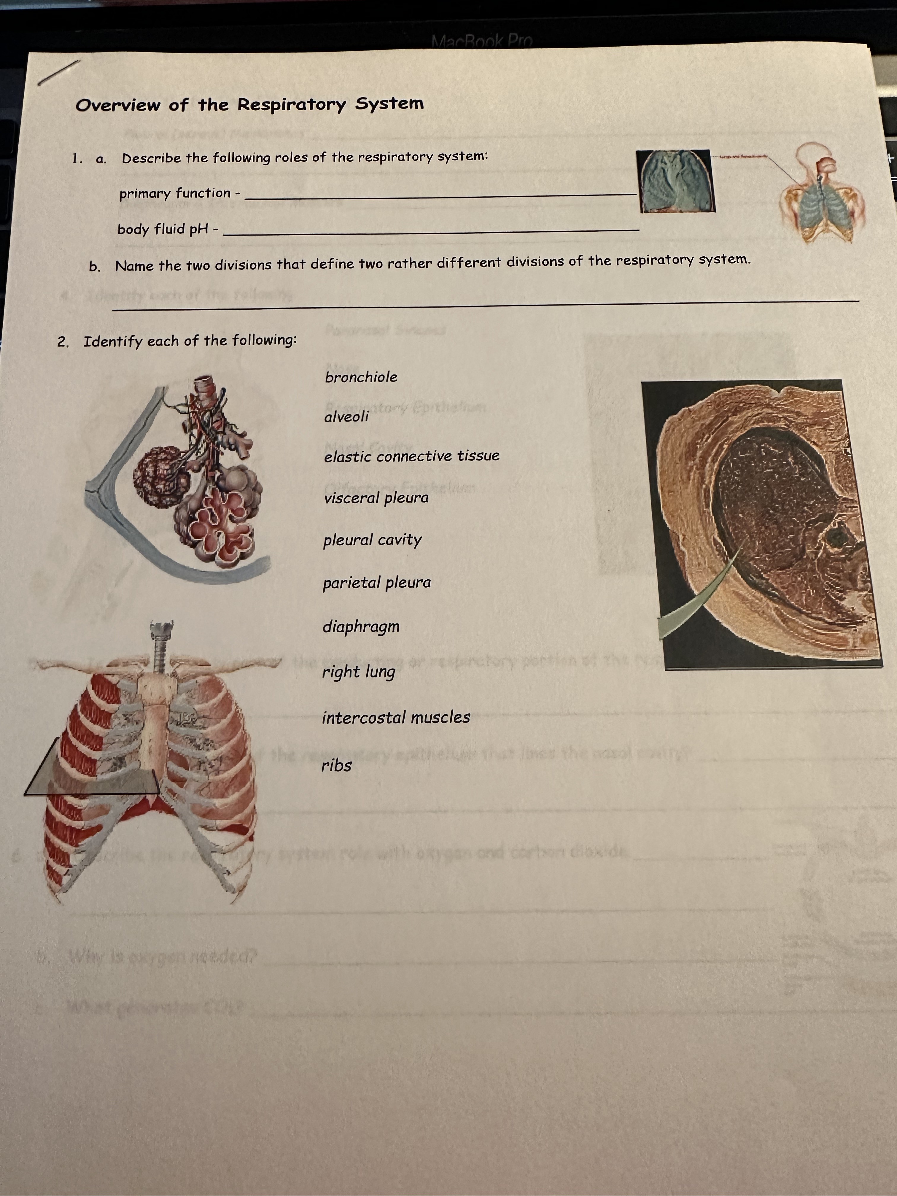 Solved 1. a. Describe the following roles of the respiratory | Chegg.com