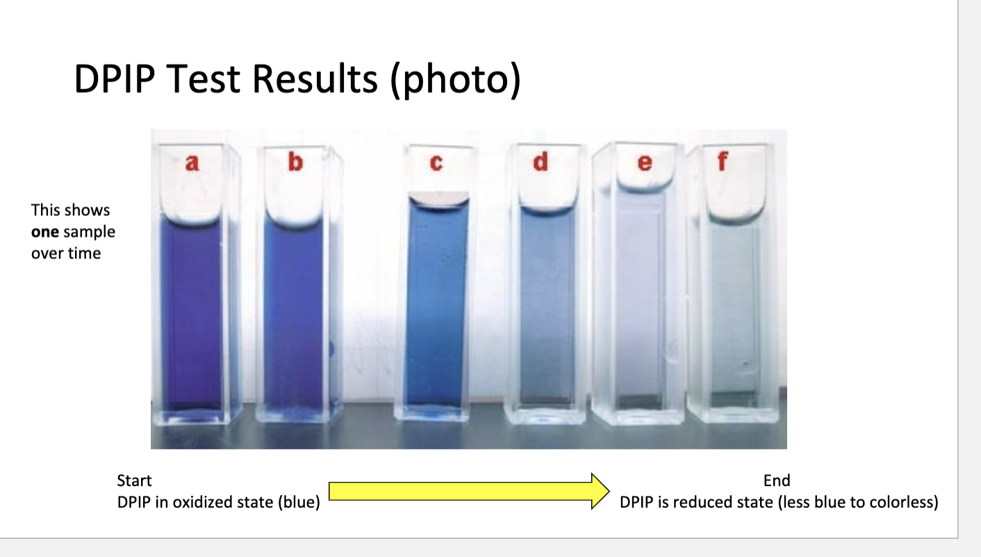 Solved For the DPIP test using mitochondrial extract and | Chegg.com
