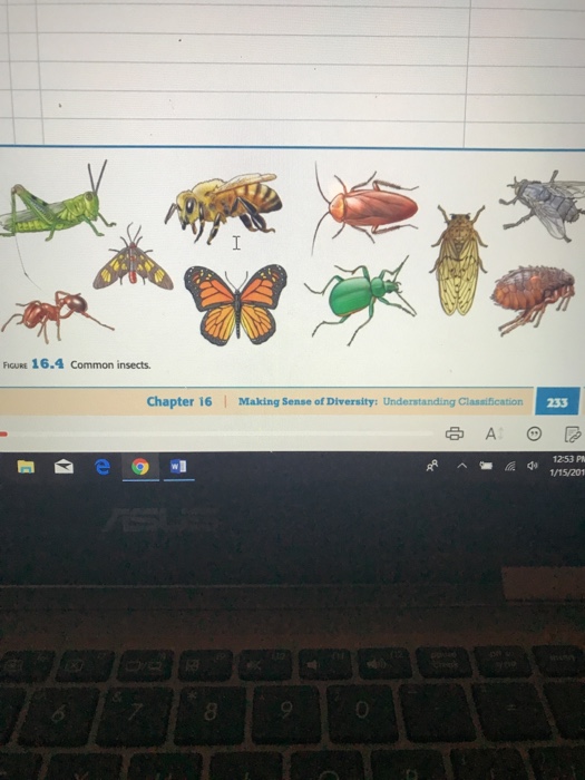 Solved I need a dichotomous key for these insects in the box | Chegg.com