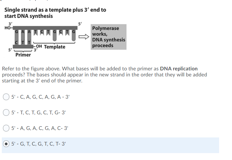 Refer to the figure above. What bases will be added