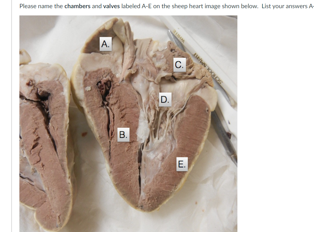 Solved Label The Chambers Of The Sheep Heart 