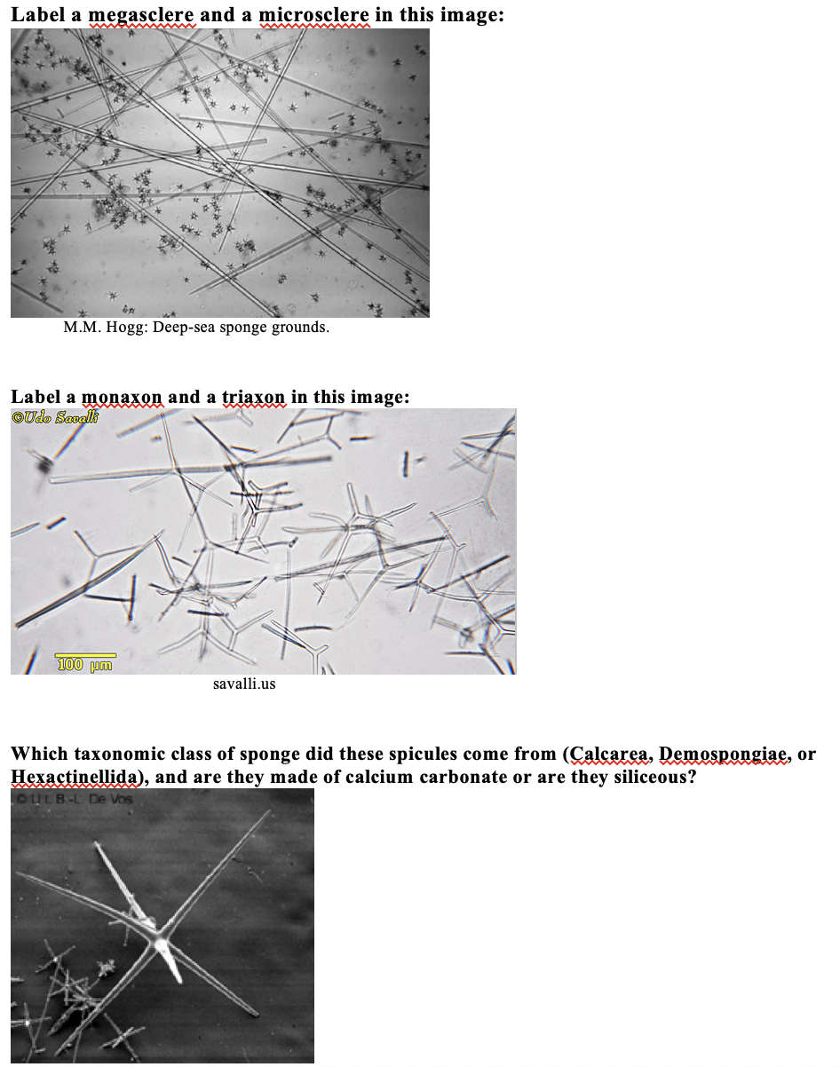 Solved Label a megasclere and a microsclere in this image