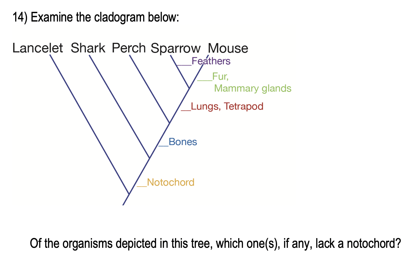 Solved 14) Examine the cladogram below: Lancelet Shark Perch | Chegg.com