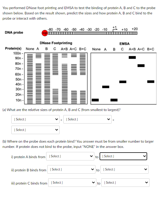 Solved You performed DNase foot printing and EMSA to test | Chegg.com