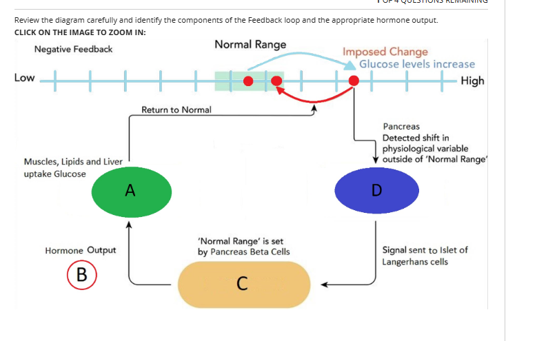 Review the diagram carefully and identify the components of the Feedback loop and the appropriate hormone output.
