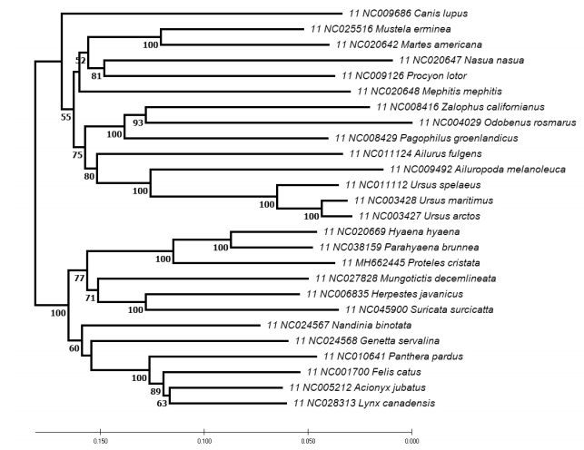 Evolutionary relationships among 26 species | Chegg.com