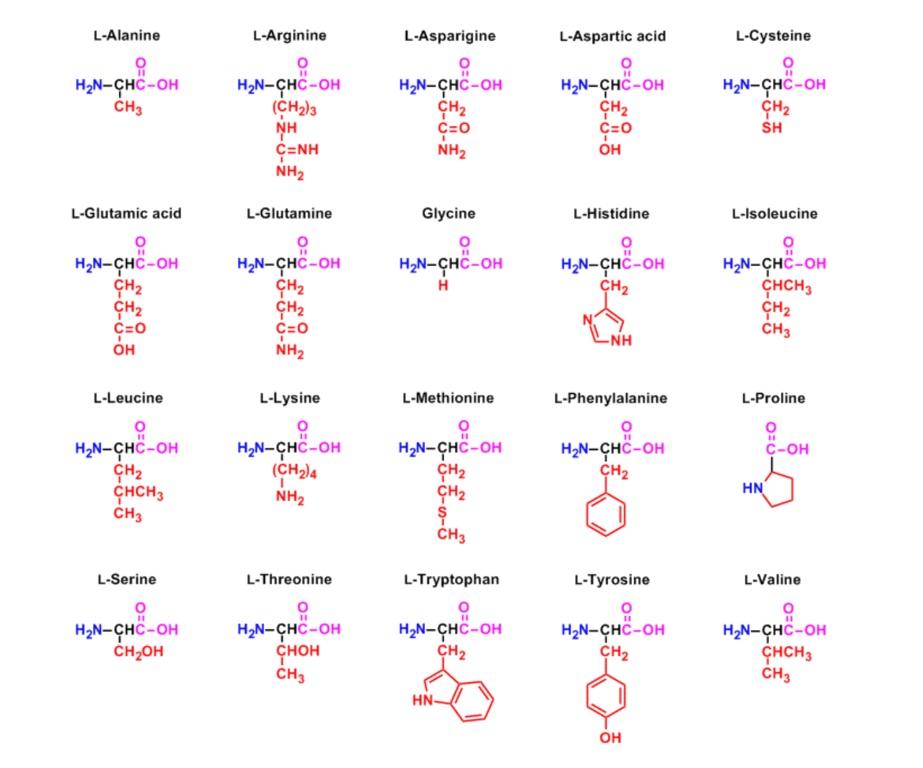 Solved Draw the peptide sequence lysine, glutamic acid, | Chegg.com