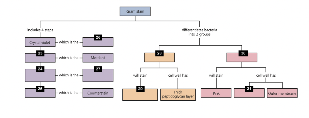 Solved Bacterial cell wall Transport channels also known as | Chegg.com