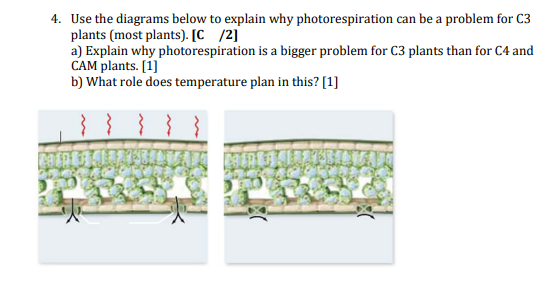 4. Use the diagrams below to explain why photorespiration can be a problem for C3 plants (most plants). [C/2] a) Explain why