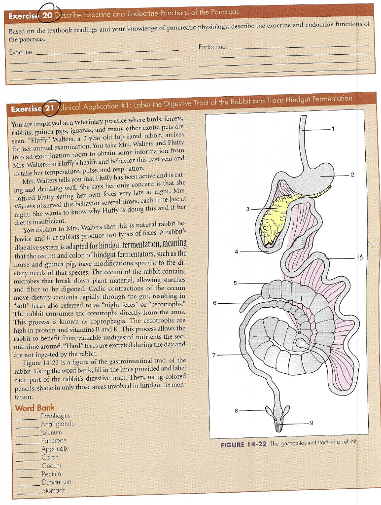 pancreas endocrine function