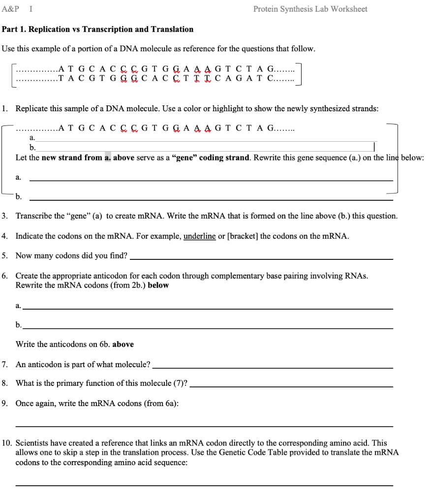 Solved A&P I Protein Synthesis Lab Worksheet Part 21.  Chegg.com With Regard To Protein Synthesis Review Worksheet Answers