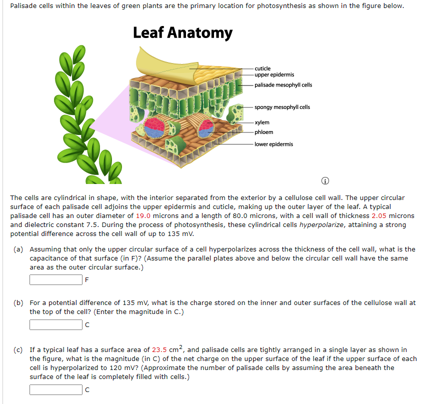 Palisade cells within the leaves of green plants are