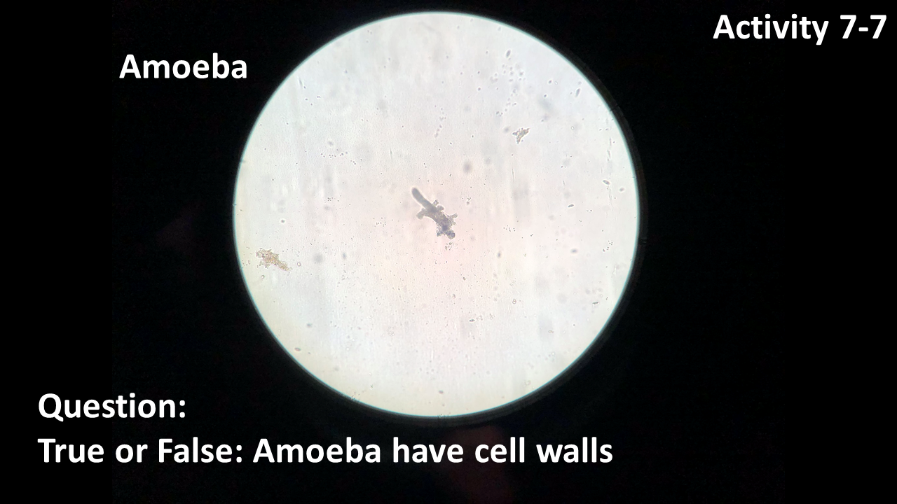 Solved Activity 78 Paramecia Question What structures do