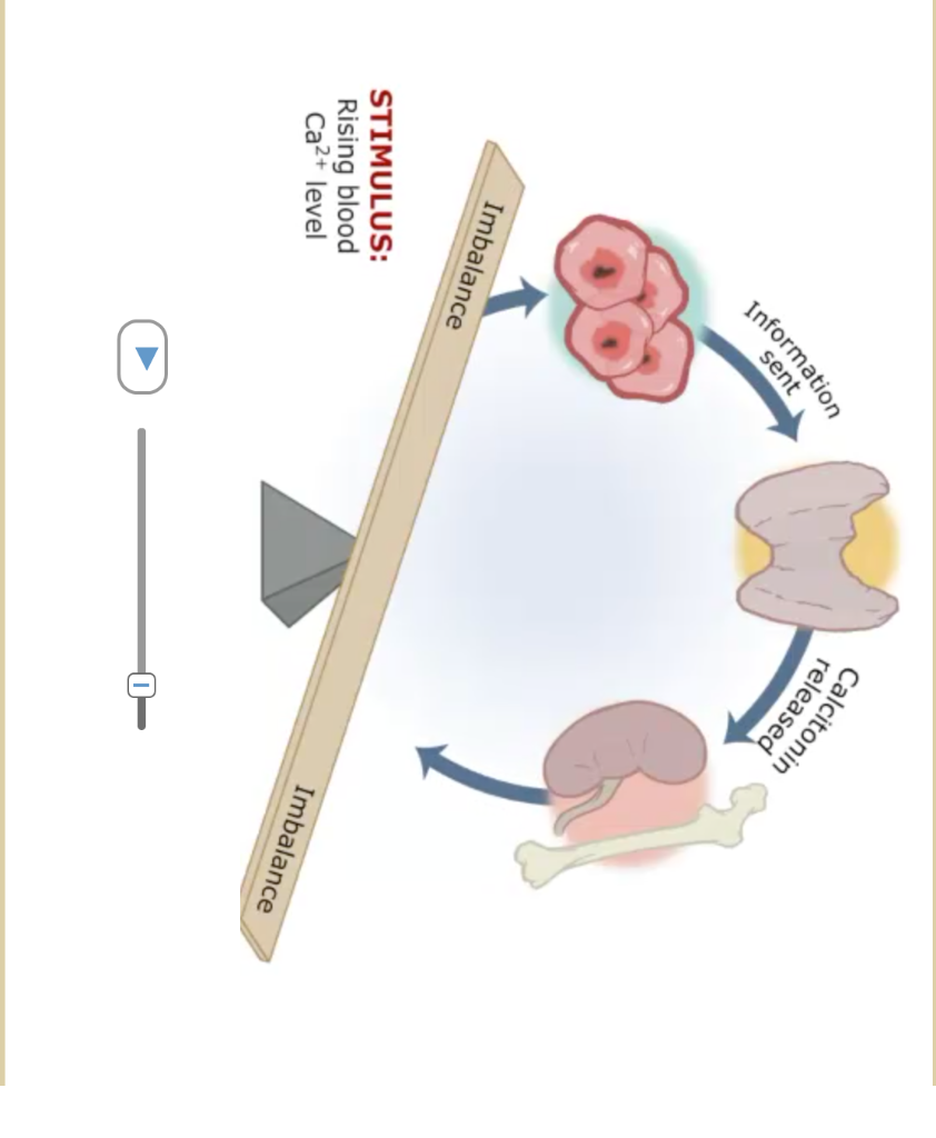 solved-now-consider-how-these-components-of-a-homeostatic-chegg