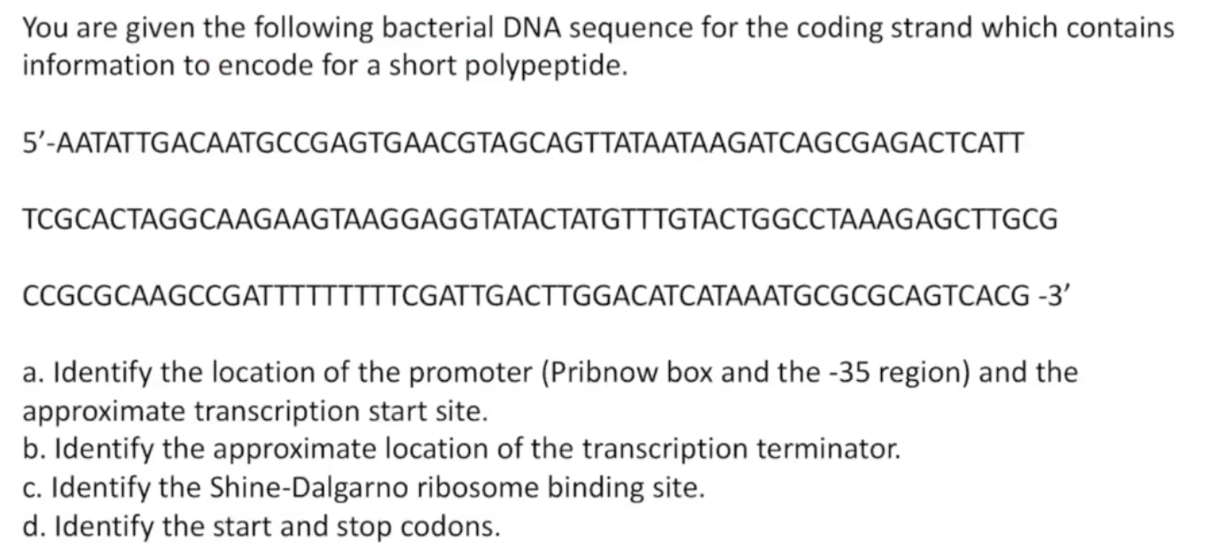 Solved You are given the following bacterial DNA sequence | Chegg.com