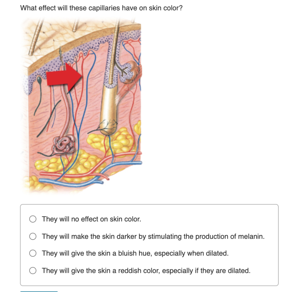 Solved What effect will these capillaries have on skin | Chegg.com