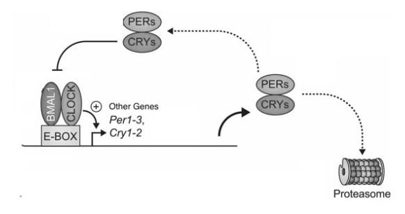 Bear genes show circadian rhythms even during hibernation, WSU Insider